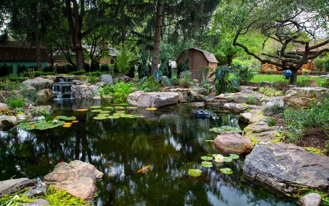 Tips To Maintaining An Eco Pond