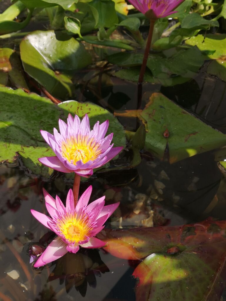 gallery-image-53