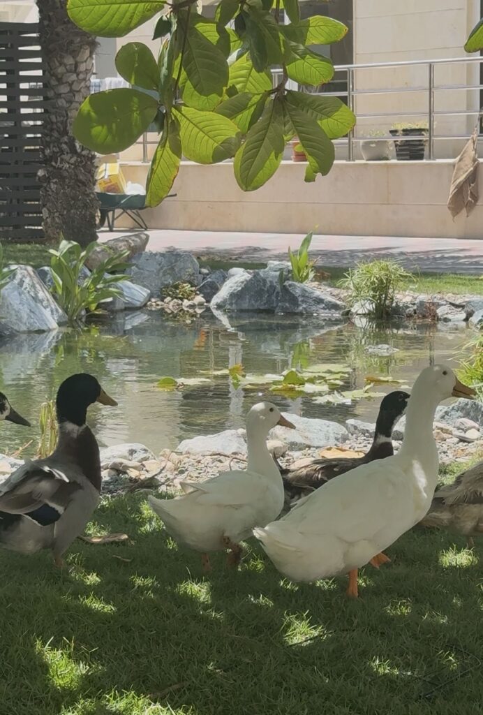 gallery-image-68